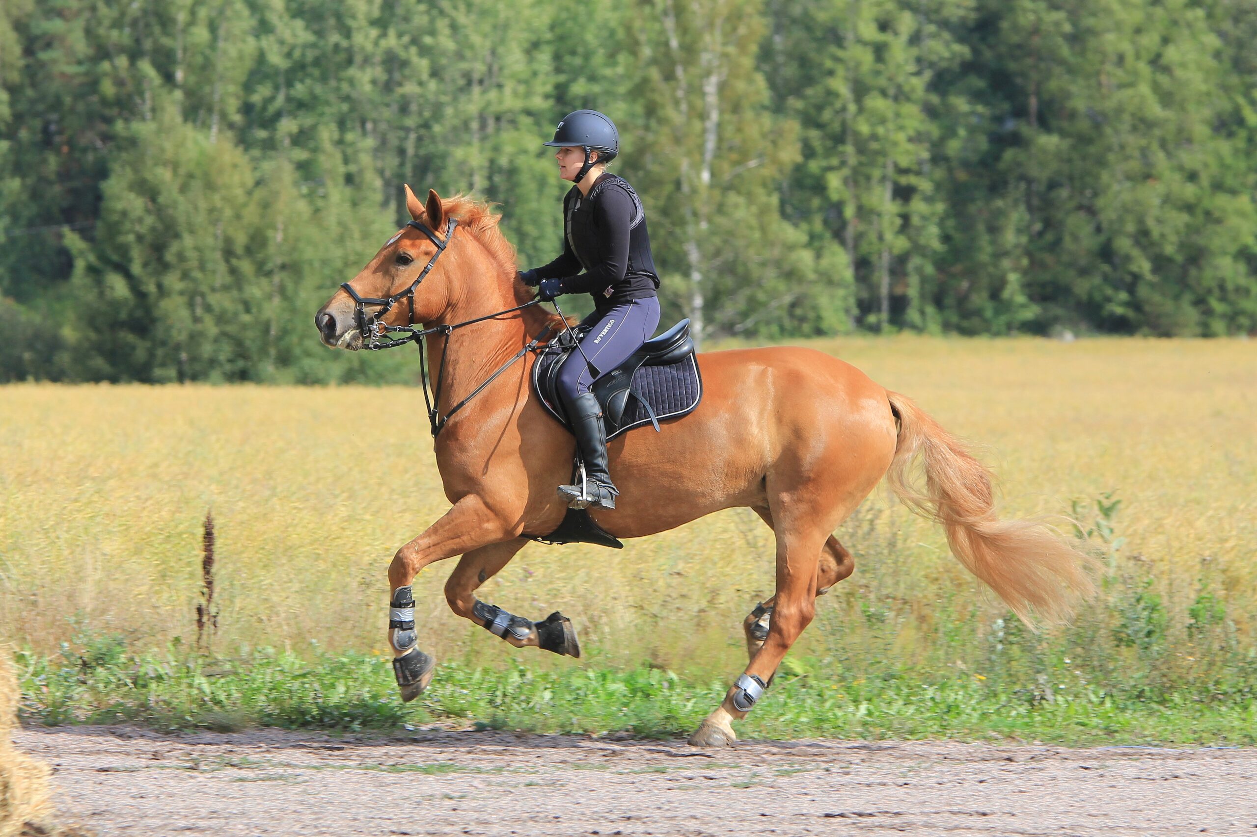 Unveiling The Benefits Of Cbd Horse Pellets: Revolutionizing Equine Health