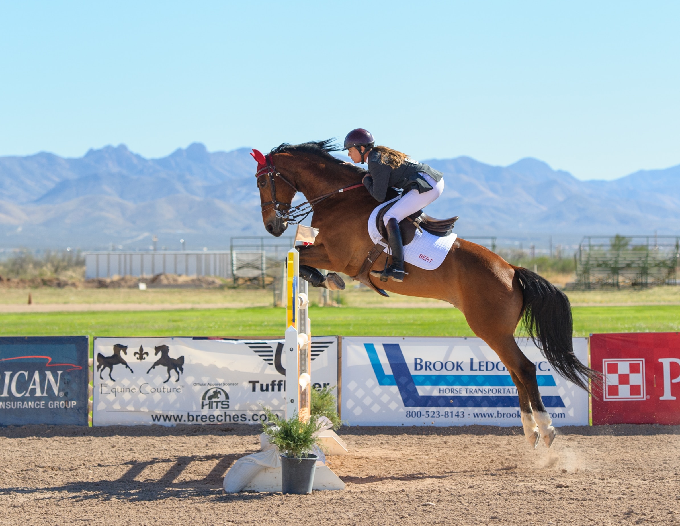 Unlocking the Potential of CBD for Equine Wellness Introduction to…